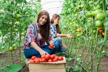 Теплицам возместят энергозатраты на реализованную продукцию